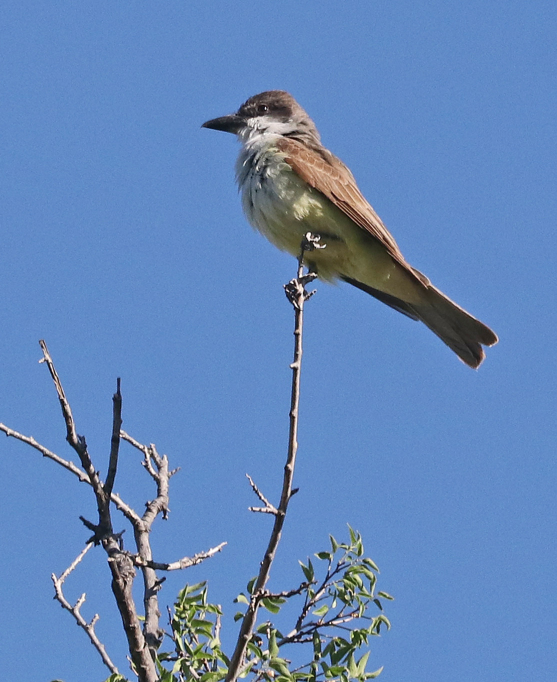 image Thick-billed Kingbird